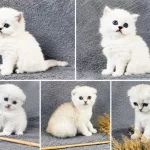 Scottish Fold Silver Bebekler