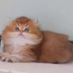 Safkan British Longhair Erkek