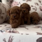 Orjinal Toy Poodle Bebekler Safkan Anne Altından