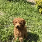 4 Aylık Yavrumuz Poodle