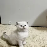 Safkan British Shorthair Açıklamayı Okuyun Lütfen
