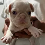 Renk Cümbüşü Gülkuyruk Pug Köpekler