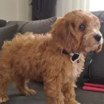 Çok Tatlı Maltipoo Yavrusu