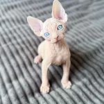 Odd Eyes 0 Tüy Lekesiz Pembe Yavru Sfenks