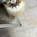 9 Aylık Çok Cana Yakın Sakin Ücretsiz Kedimiz Sadece Aileye