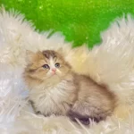 Golden Bicolor British Longhair Yavrumuz