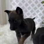 Dünyanın En Tatlı Bakışlarına Sahip Malinois Burada
