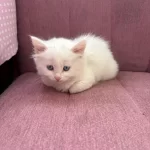 British Longhair Bebeklerimiz