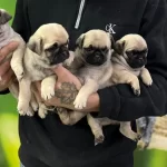 Sağlıklı Pug Yavruları
