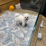 Ayıcık Surat Pomeranian Boo