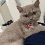 British Shorthair 6 Aylık