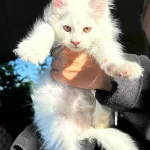 Saf Kan Xl Beyaz Aslan Maine Coon Yavruları