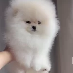 İrk Ve Sağlık Garantili Pomeranian Boo Yavrular