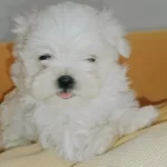 Pamuk Gibi Maltese Kızımız