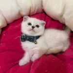 Scottish Fold Erkek Yavrumuza Yuva Uyguna