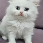 British Longhair Yavrumuz