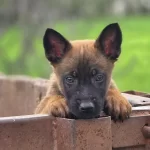 Sağlıklı Malinois Yavrular