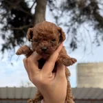 Sevimli Kore Popdle Yavrularımız