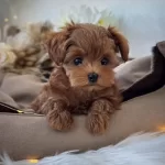 Teacup Kore Maltipoo Yavrular