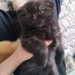 Scottish Fold Yavruları