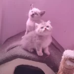 4 Erkek 1 Dişi A Kalite Kedilerimiz Yuva Ariyor
