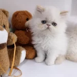 İran Persian (show Kalite)