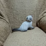 Scottish Fold Shorthair Çikolata Point
