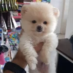 Ruhsatlı Resmi İşletmeden Taksit Avantajıyla Pomeranian