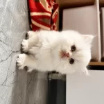 British Longhair Yavru