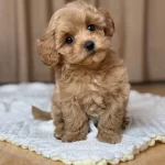 Kahve Tonlu Maltipoo Cinsi Yavrular