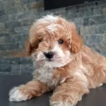 Maltipoo Yavruları Sizleri Bekliyor