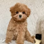 Kahve Tonlu Maltipoo Cinsi Yavrular