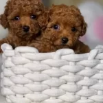 Kore Kan Ust Kalite Degerli Poodle Bebekler