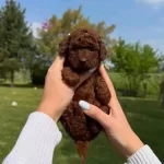 Teacup Kore Teddy Face Dark Brown Poodle Bebeklerimiz