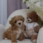 Cift Renk Maltipoo Yavrular