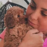 Evdogumu Toypoodle Bebisler