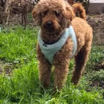 A Kalite Toy Poodle