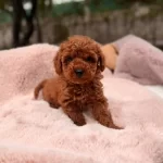 Kipkirmizi Red Toy Poodle Yavrumuz