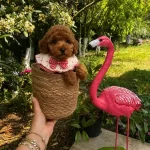Ev Dogumu Toy Poodle Yavrular