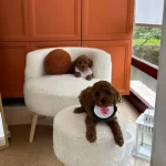 Evdogumu Toy Poodle Bebekler