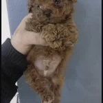 Toy Poodle Köpeğimiz