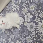 British Longhair Prenses Hazir