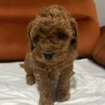 Toypoodle Yavrularımız