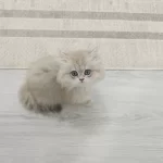 3 Aylık British Longhair Scr Li Safkan