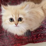 British Longhair Bebekler