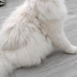 British Longhair 1 Yaşında