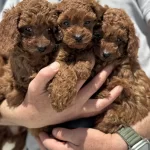 Petmode Köpek Çiftliğinden Ziyarete Açık Toy Poodle
