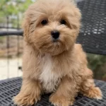 Mini Maltipoo Yavrumuz