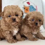 Ankaranın En Güzel Maltipoo Yavruları Aşılı Pasaportlu