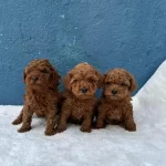 Ruhsatli Çiftlikten Toy Poodle Bebekler